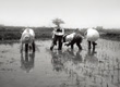 진즈강으로 윤택해진 대지에서의 농업