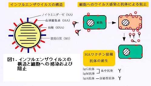 コロナ 違い インフルエンザ 症状 死者数だけでは比較できない 新型コロナとインフルエンザの違い：朝日新聞デジタル