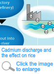 Cadmium discharge and the effect on rice