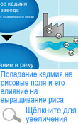 Попадание кадмия на рисовые поля и его влияние на выращивание риса