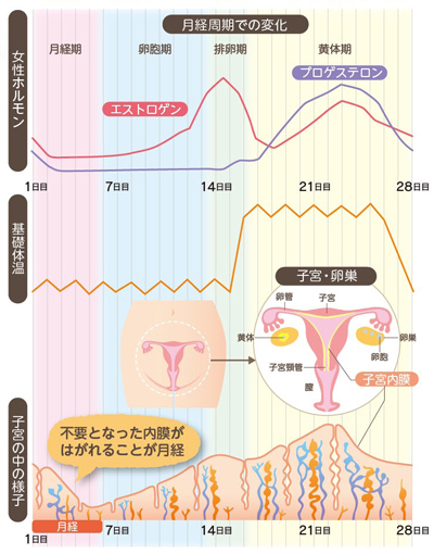 月経のサイクル