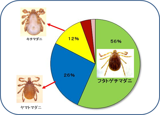 マダニ類の種類図