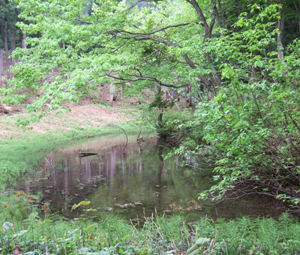 駒洗い池の写真