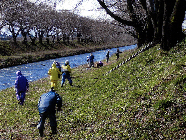 舟川新桜並木保存会2