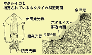 ホタルイカと指定されているホタルイカ群遊海面