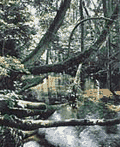 杉沢の沢スギ