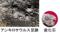 アンキロサウルス足跡・歯化石