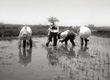 Agriculture on land watered by the Jinzugawa River