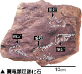 翼竜類足跡化石