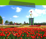 チューリップ公園