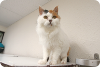 譲渡動物情報ねこ6141