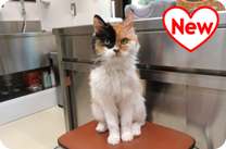 譲渡動物情報ねこ6142
