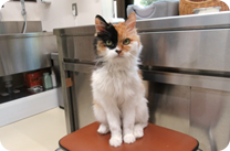 譲渡動物情報ねこ6142