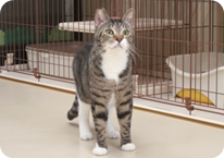 譲渡動物情報ねこ7002