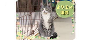 譲渡動物情報ねこ7003