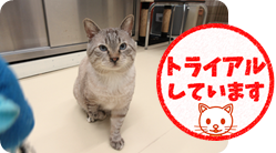 譲渡動物情報ねこ7007