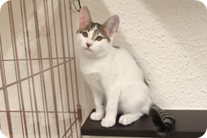 譲渡動物情報ねこ7008