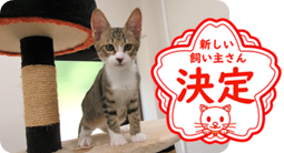 譲渡動物情報ねこ7012