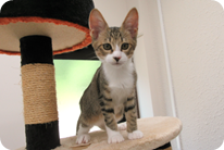 譲渡動物情報ねこ7012