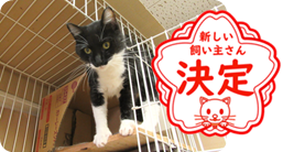 譲渡動物情報ねこ7018