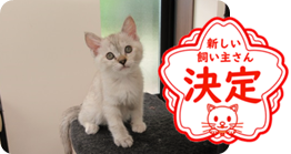 譲渡動物情報ねこ7020