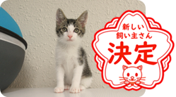 譲渡動物情報ねこ7022