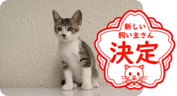 譲渡動物情報ねこ7023