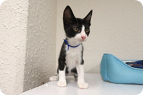譲渡動物情報ねこ7026