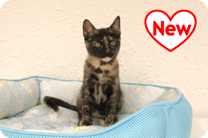 譲渡動物情報ねこ7032