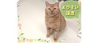 譲渡動物情報ねこ7034