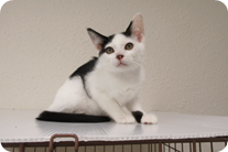 譲渡動物情報ねこ7037