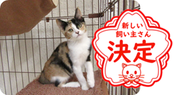 譲渡動物情報ねこ7038