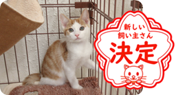 譲渡動物情報ねこ7039