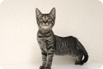 譲渡動物情報ねこ7040