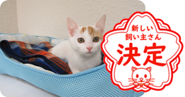 譲渡動物情報ねこ7041