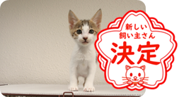 譲渡動物情報ねこ7051