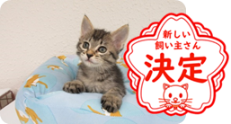 譲渡動物情報ねこ7052