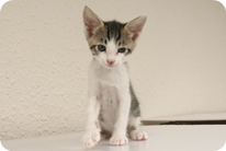 譲渡動物情報ねこ7053