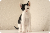 譲渡動物情報ねこ7054