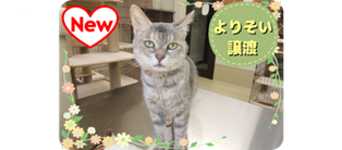 譲渡動物情報ねこ7056