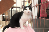 譲渡動物情報ねこ7057