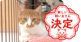 譲渡動物情報ねこ7058