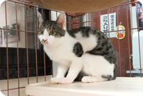 譲渡動物情報ねこ7059