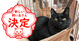 譲渡動物情報ねこ7060