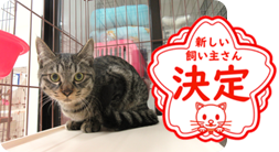 譲渡動物情報ねこ7061