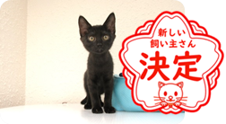 譲渡動物情報ねこ7062