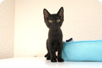 譲渡動物情報ねこ7062