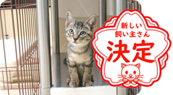譲渡動物情報ねこ7063