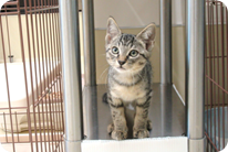 譲渡動物情報ねこ7063