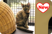 譲渡動物情報ねこ7066